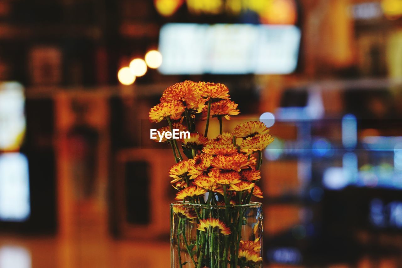 Close-up of flower vase against blurred background