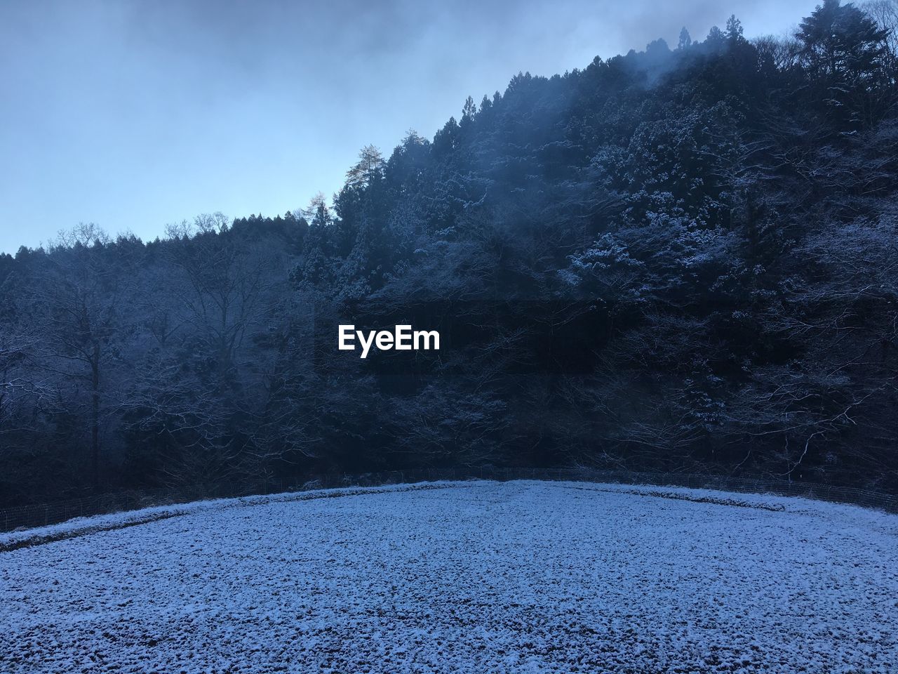 Close-up of water against trees