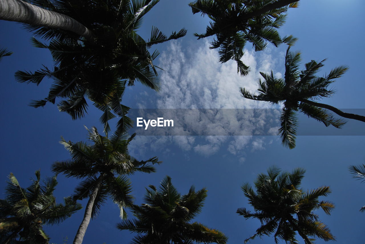 Low angle view of tree against cloudy sky