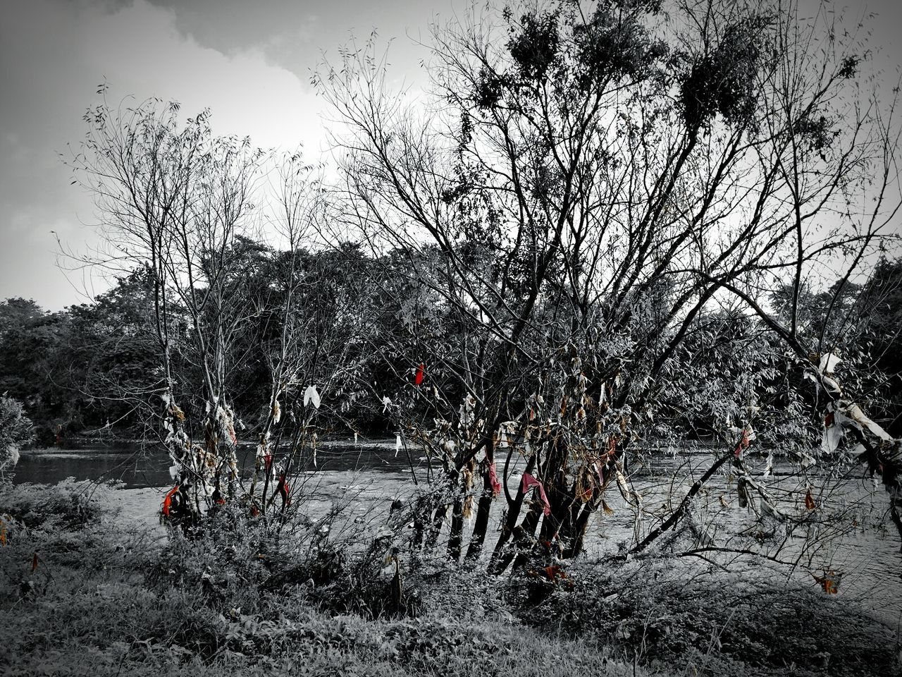 BARE TREES ON LANDSCAPE AGAINST SKY