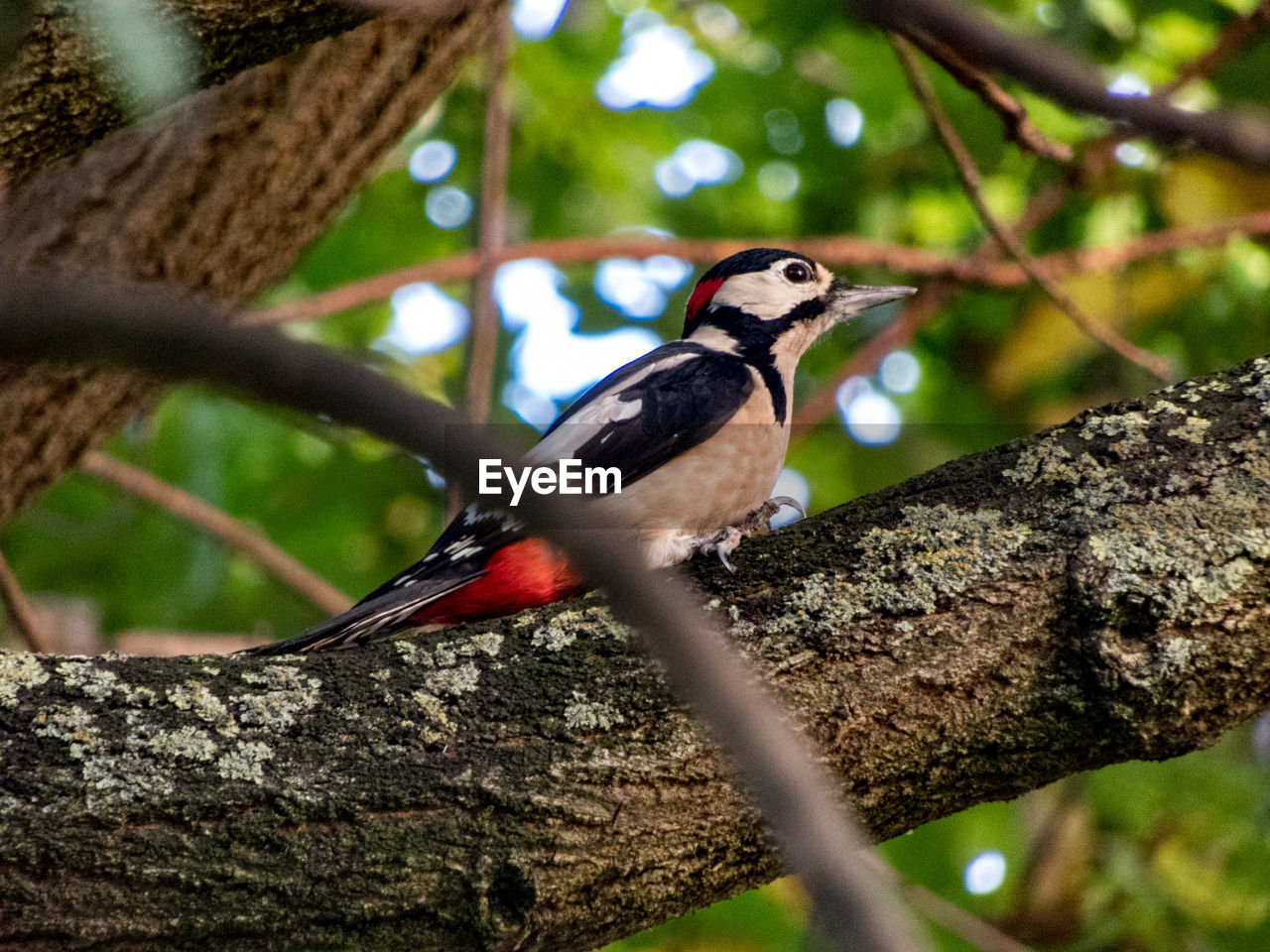 CLOSE-UP OF SPARROW PERCHING ON TREE