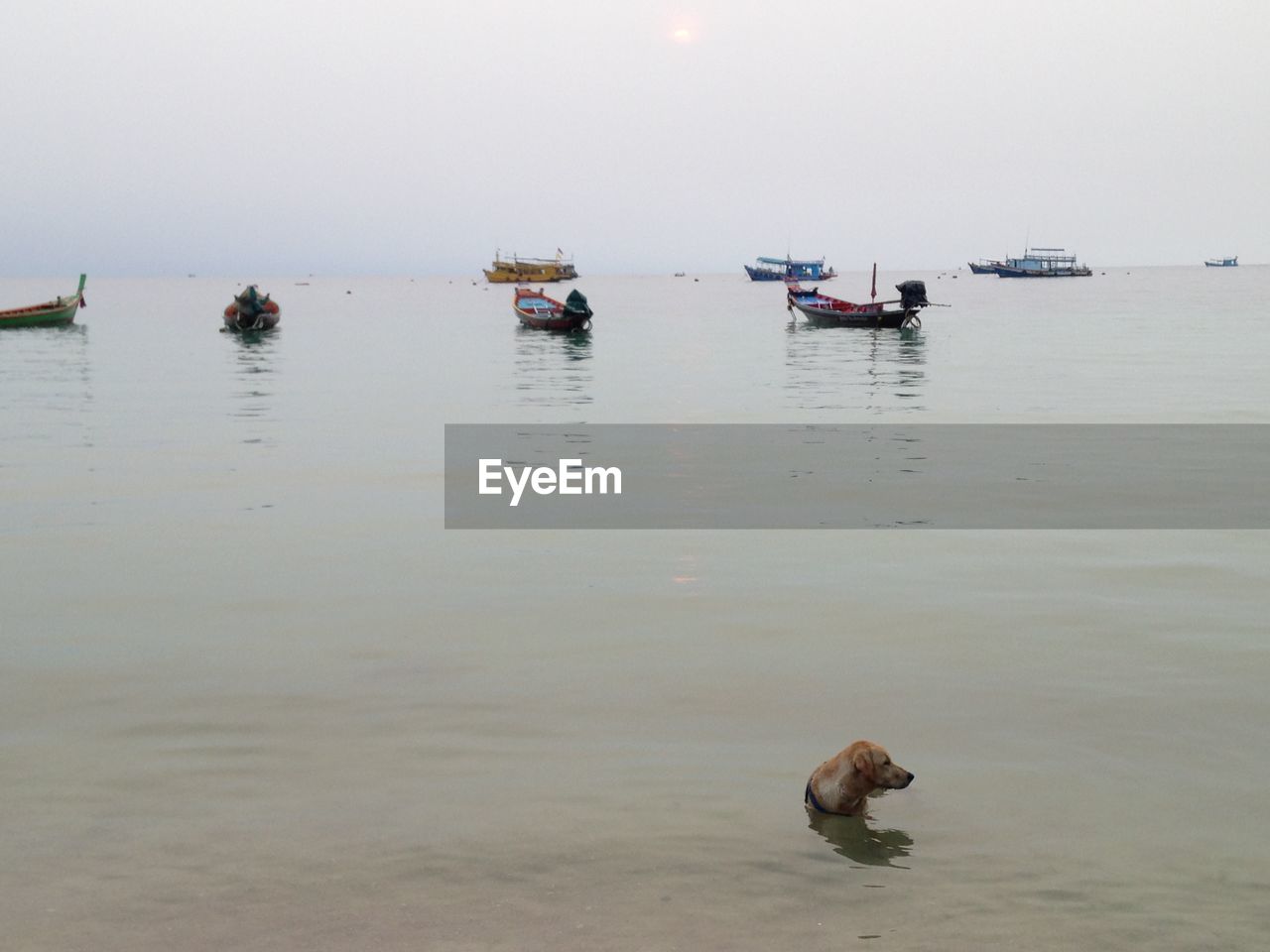 Dog in sea