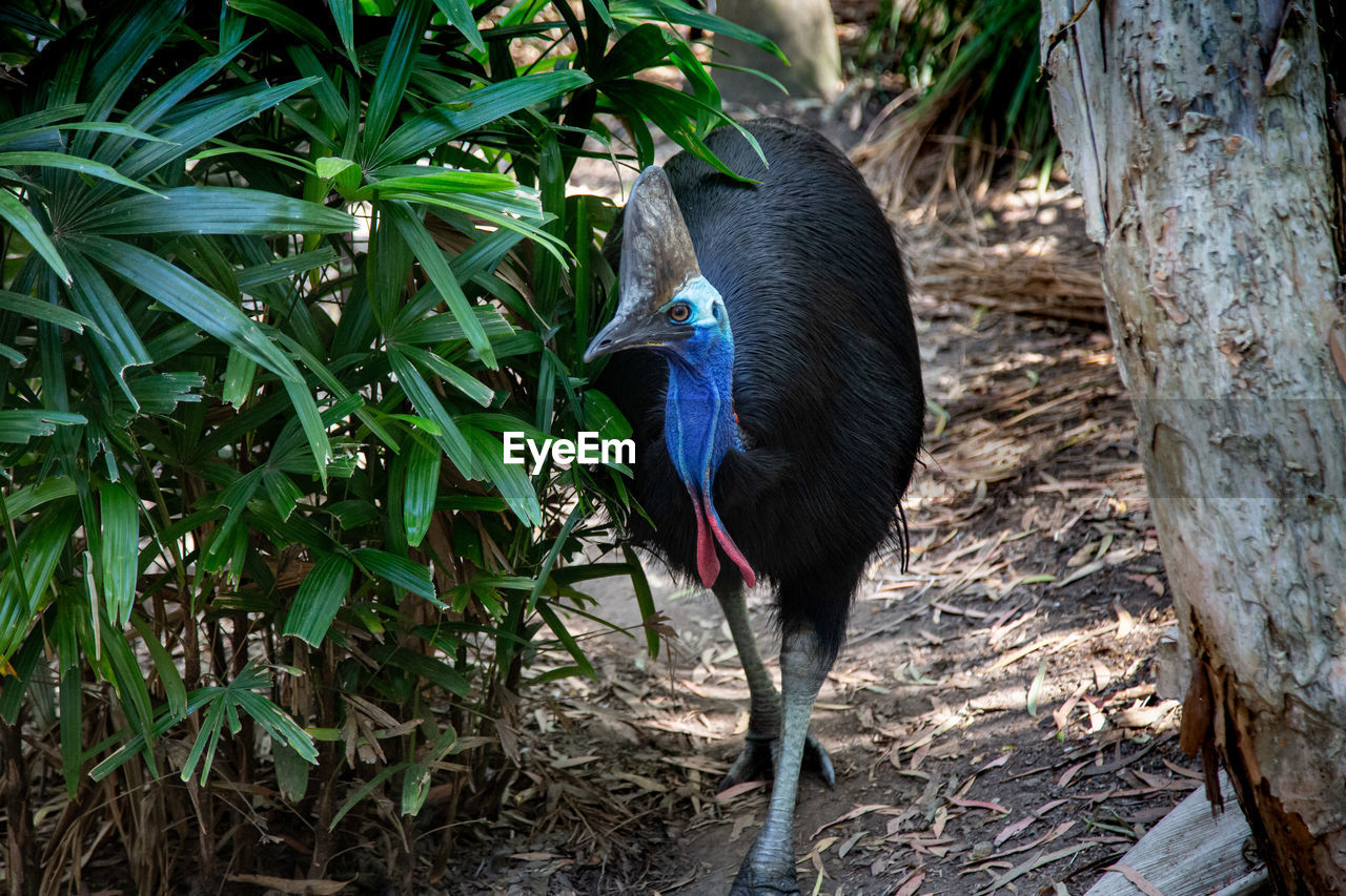 HIGH ANGLE VIEW OF BIRD ON TREE