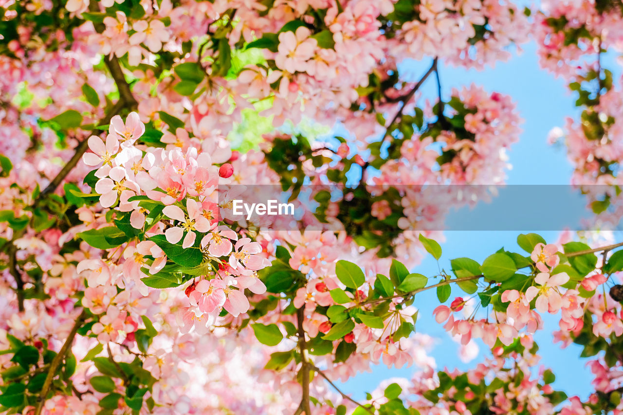 Brightly blooming pink tree on clear blue beautiful sky background, cherry blossom spring content 
