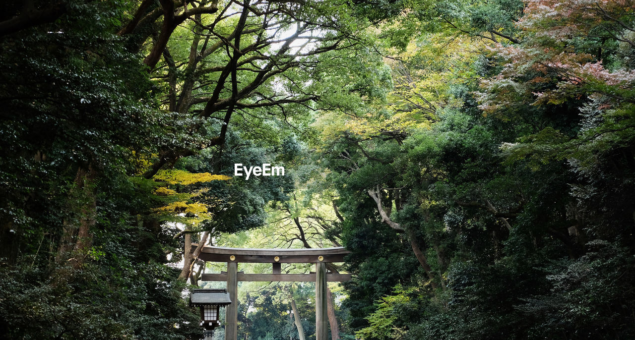 TREES AND PLANTS IN FOREST