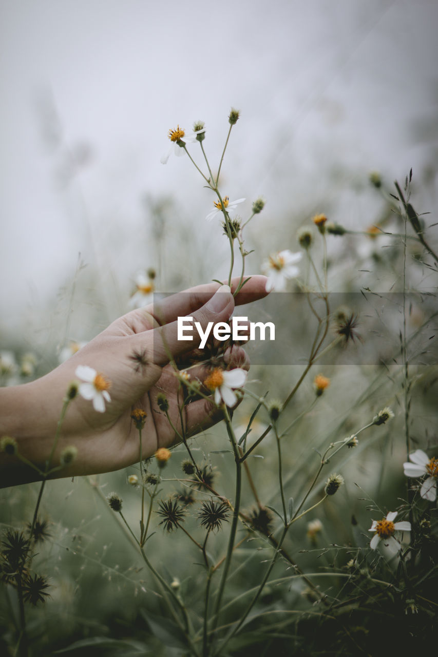 Close-up of hand holding flowering plant