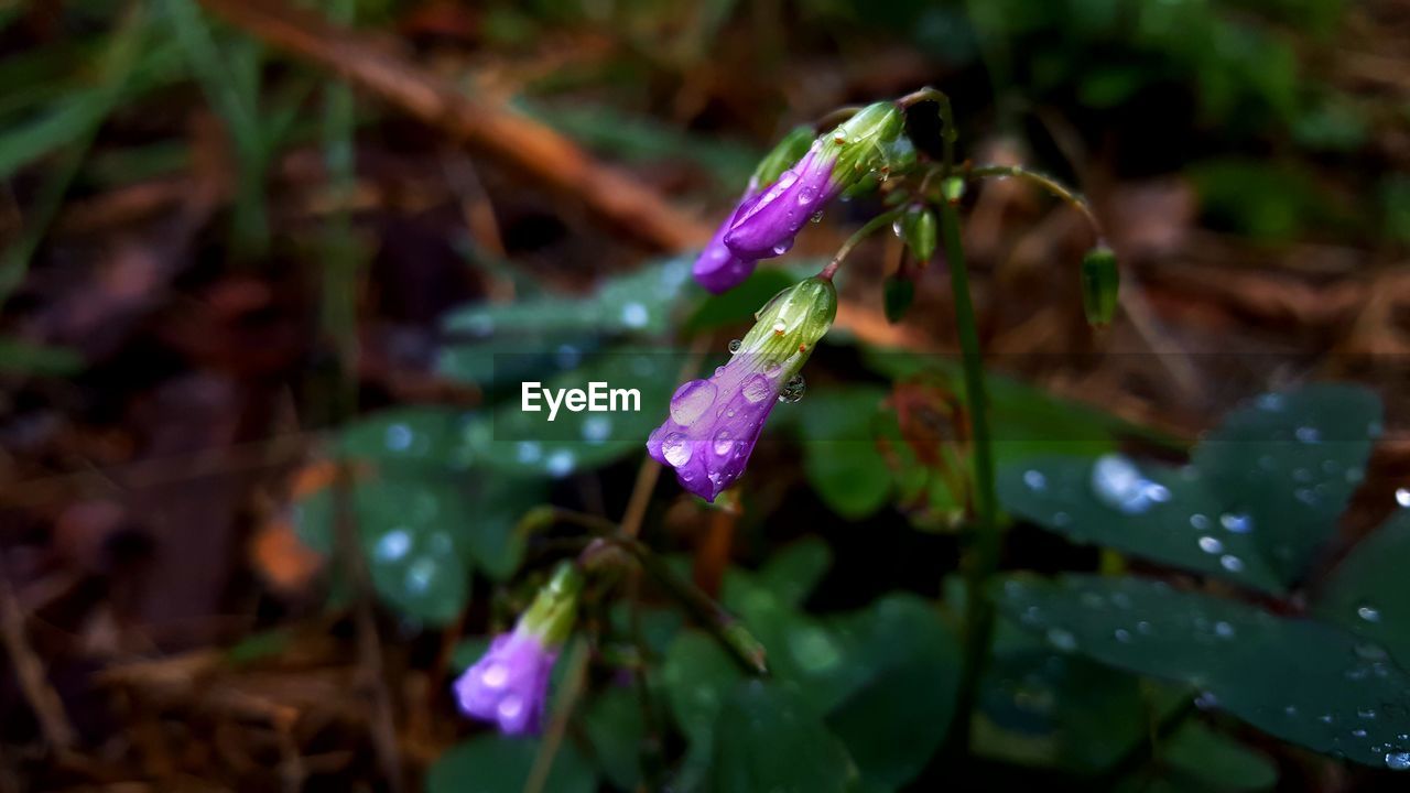 CLOSE-UP OF WATER DROPS ON PURPLE FLOWERING PLANT