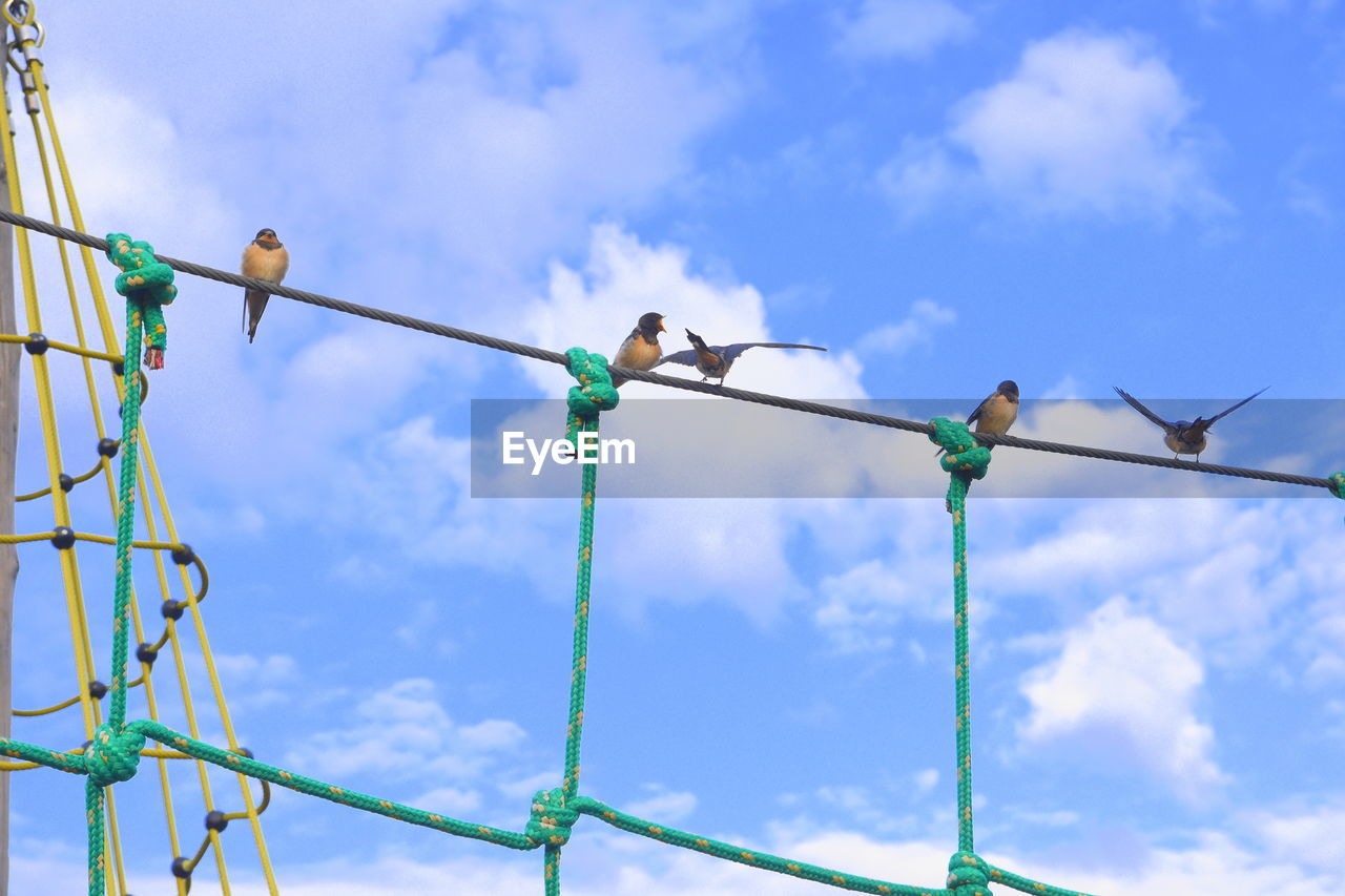 LOW ANGLE VIEW OF BIRDS PERCHING ON CABLE AGAINST BLUE SKY