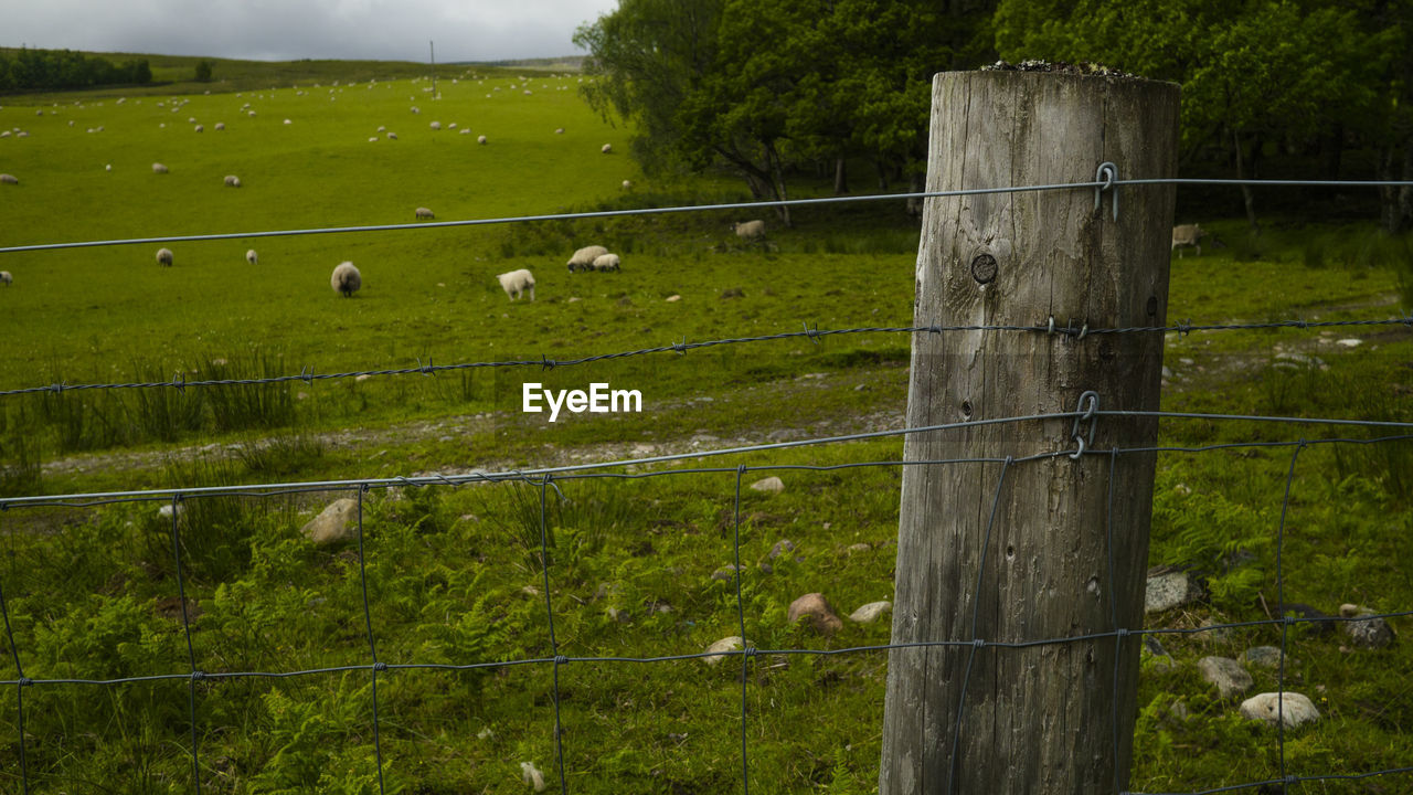 VIEW OF FENCE GRAZING IN FARM