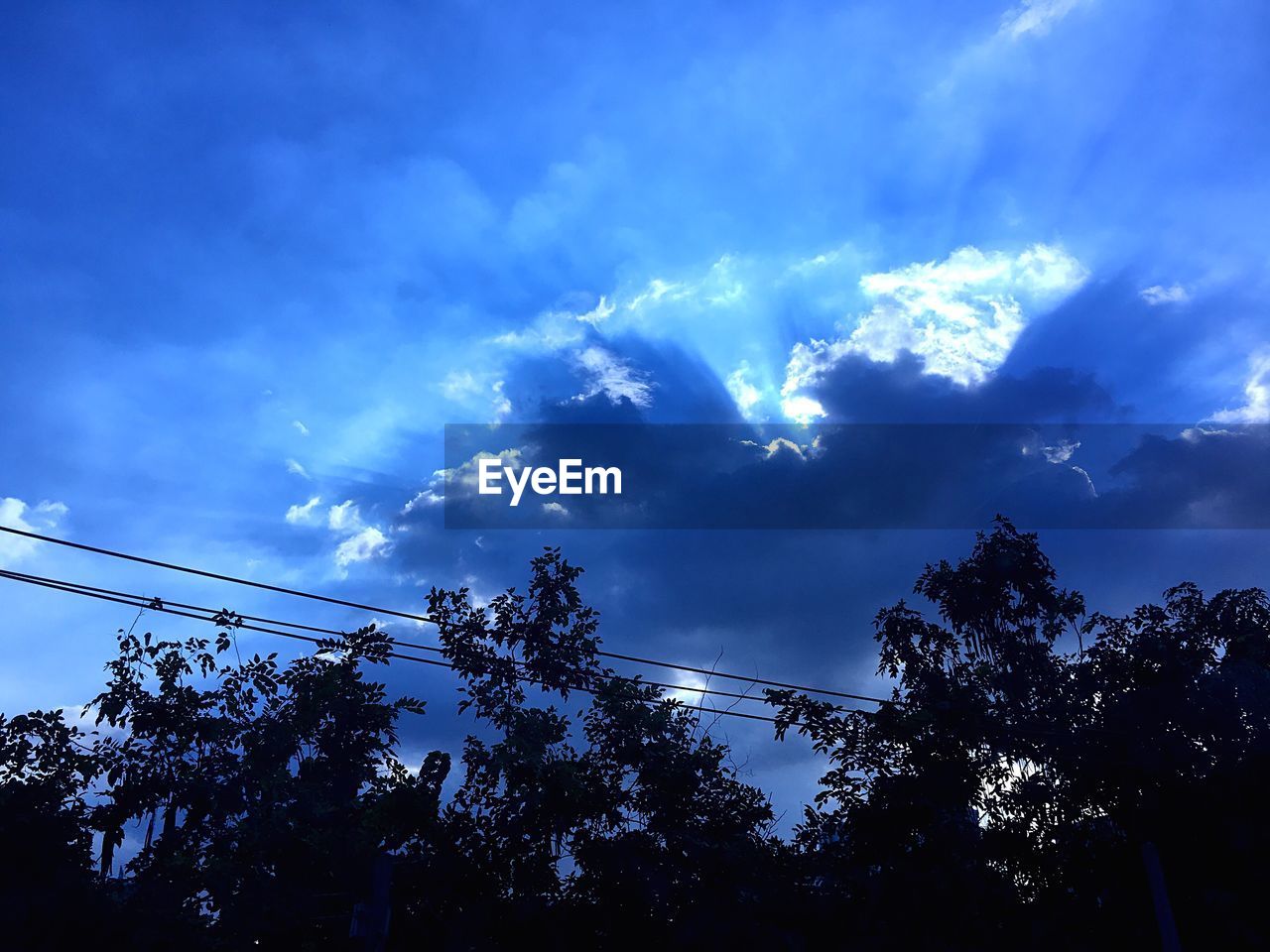 LOW ANGLE VIEW OF SKY AND TREES