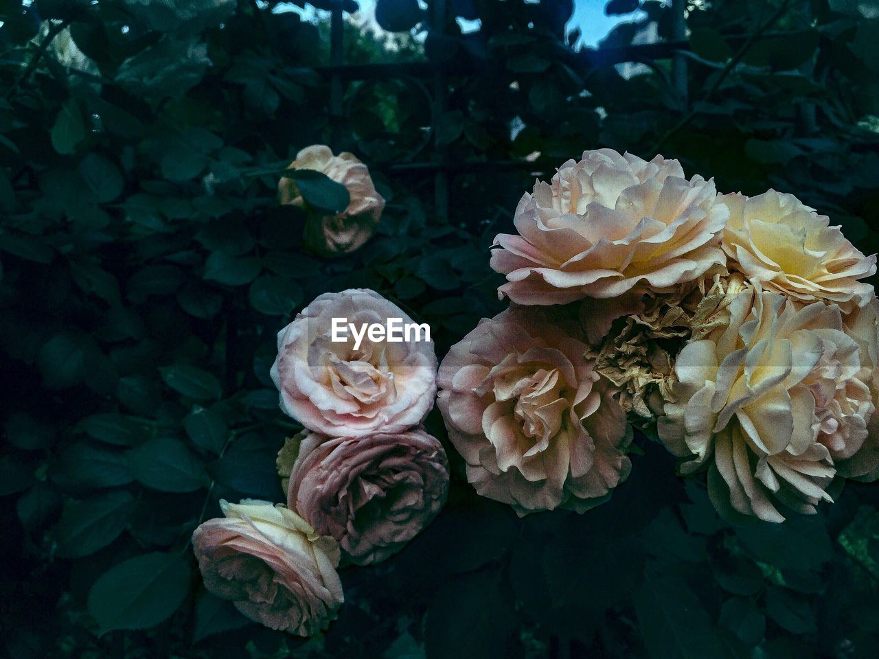 CLOSE-UP OF ROSES ON WET ROSE