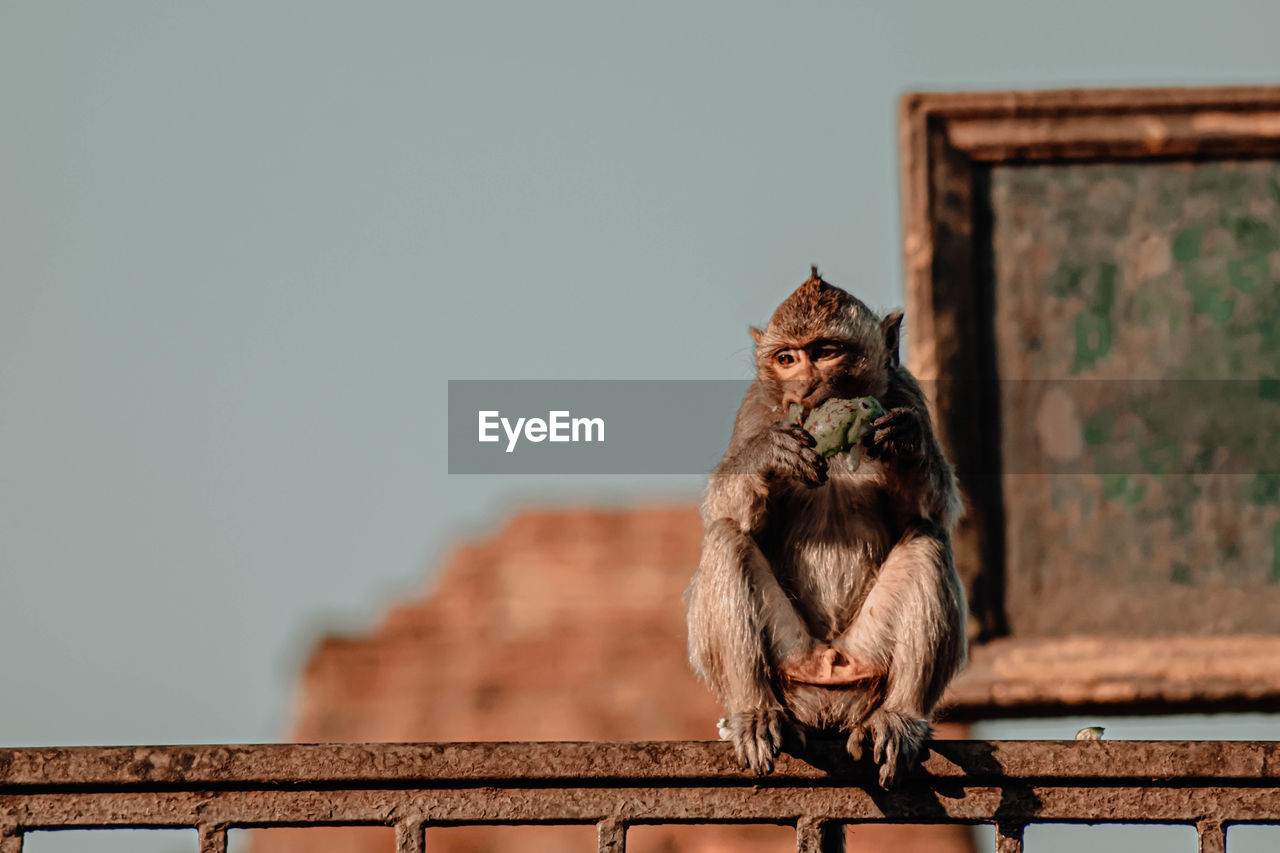 Monkey sitting in front of ancient pagoda architecture wat phra prang sam yot , lopburi, thailand. 