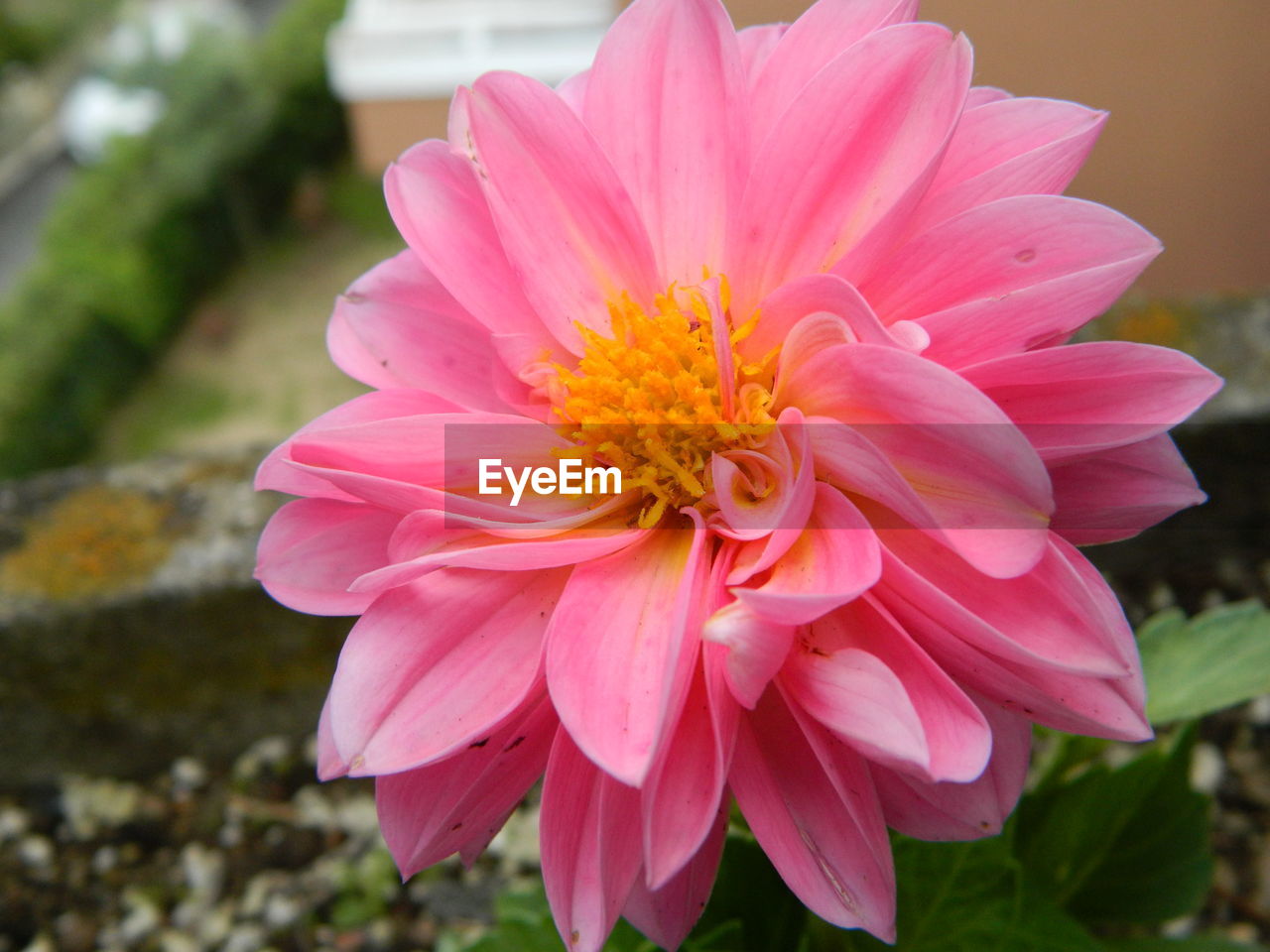 CLOSE-UP VIEW OF PINK DAHLIA