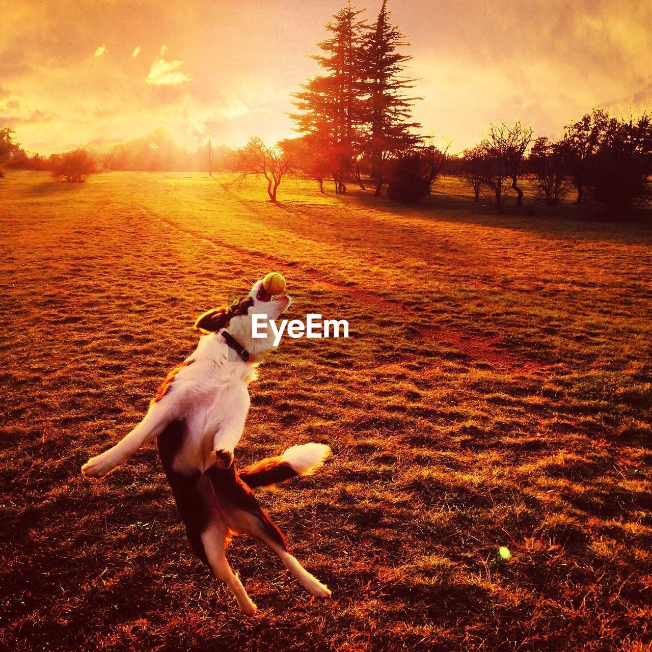 Dog playing with ball on grassy field