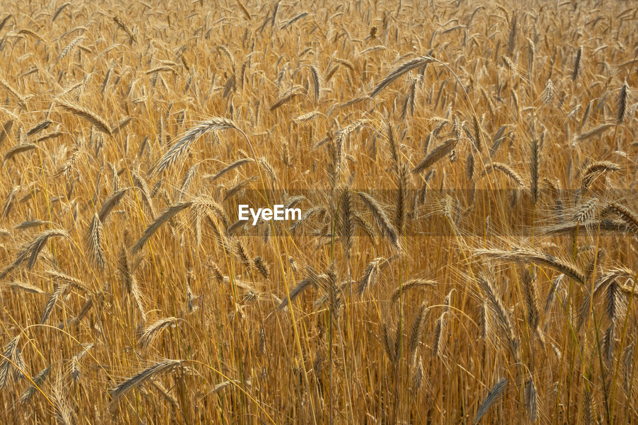 Background of many ears of yellow-orange rye, the background is out of focus