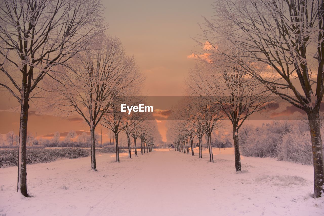 Bare trees on snow covered landscape