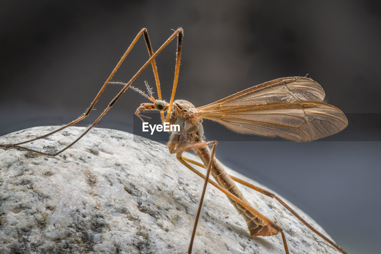 CLOSE-UP OF DRAGONFLY ON ROCK