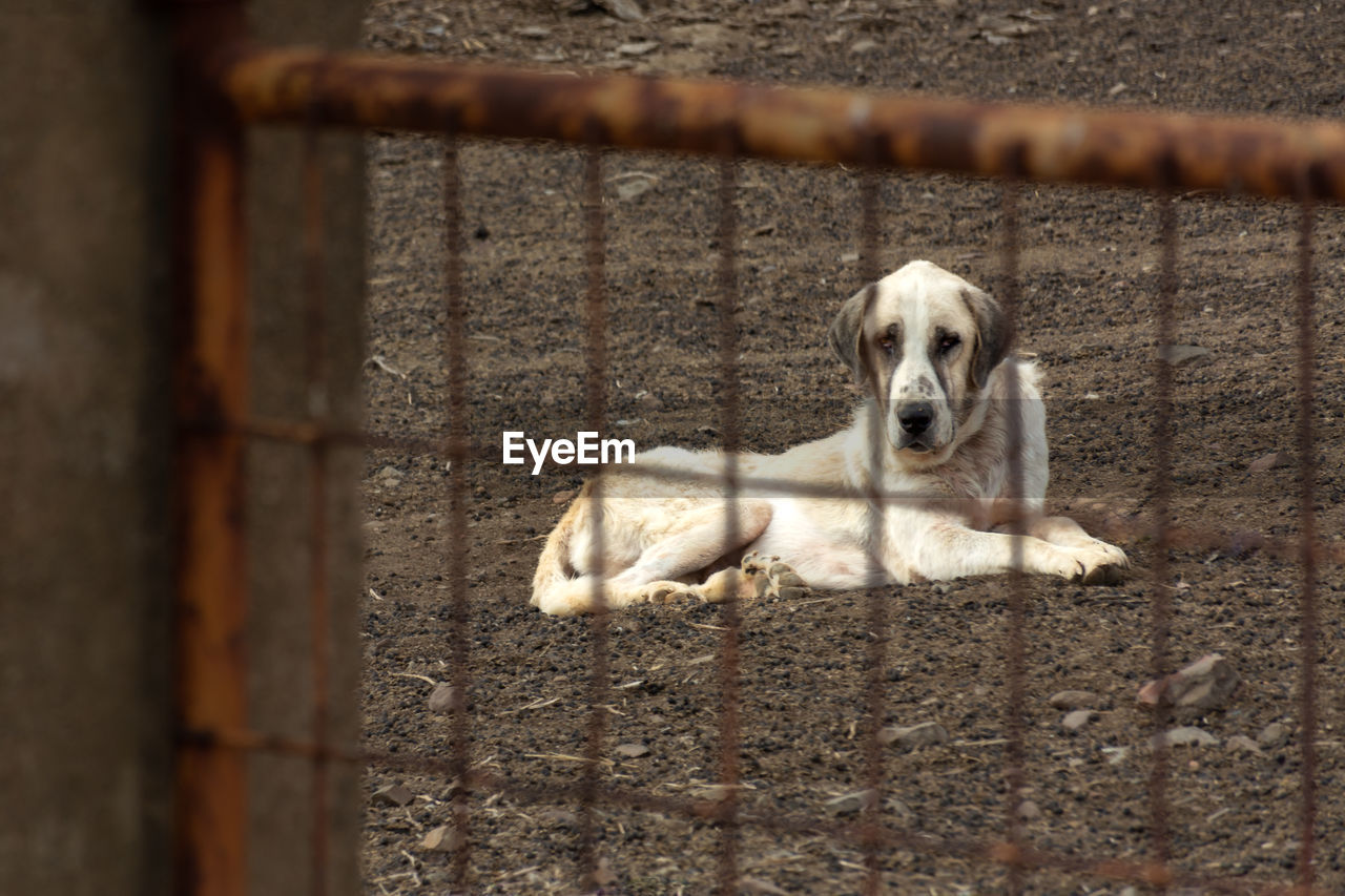 PORTRAIT OF A DOG LYING ON A FENCE