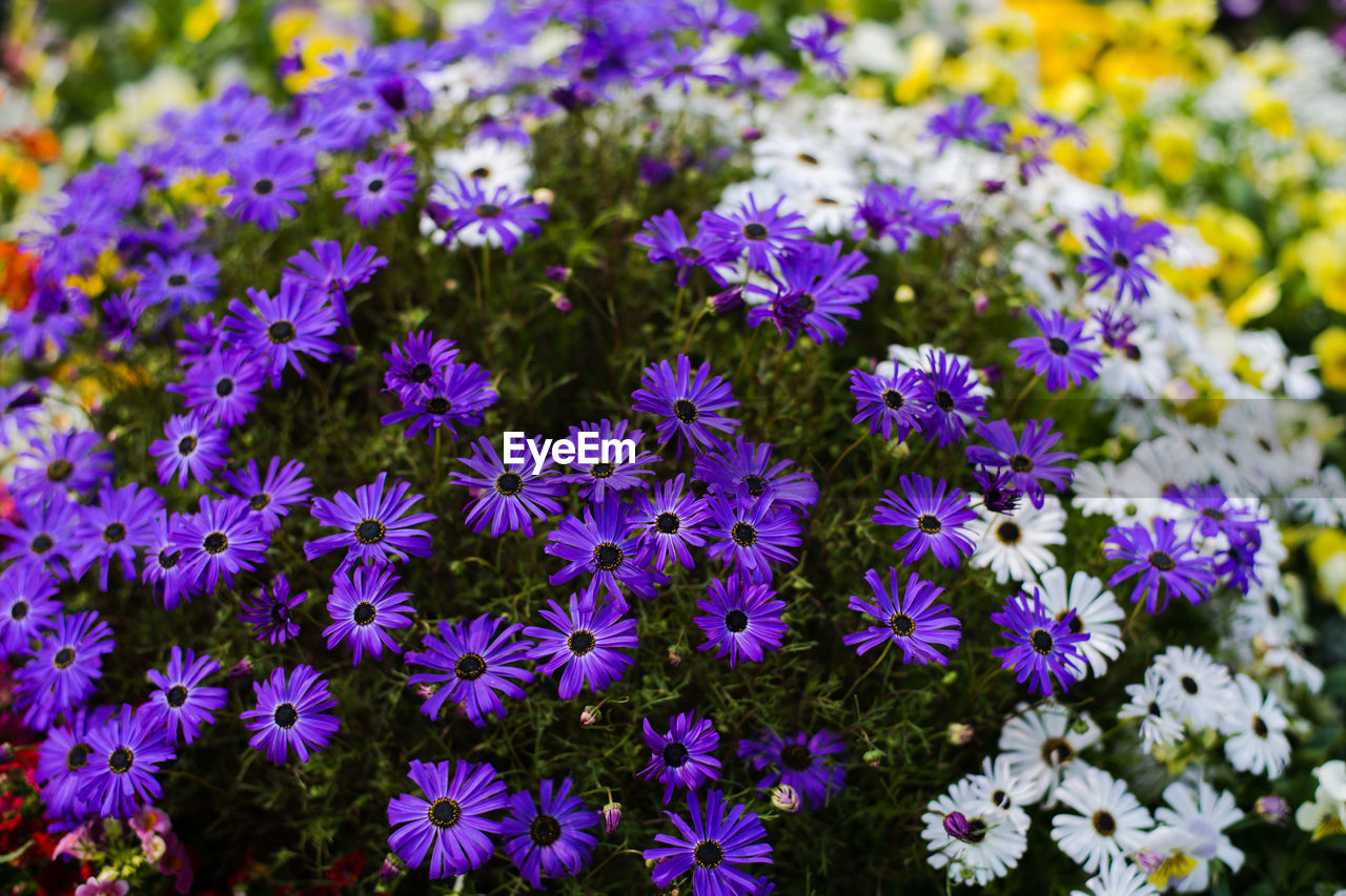 High angle view of purple flowering plants on field