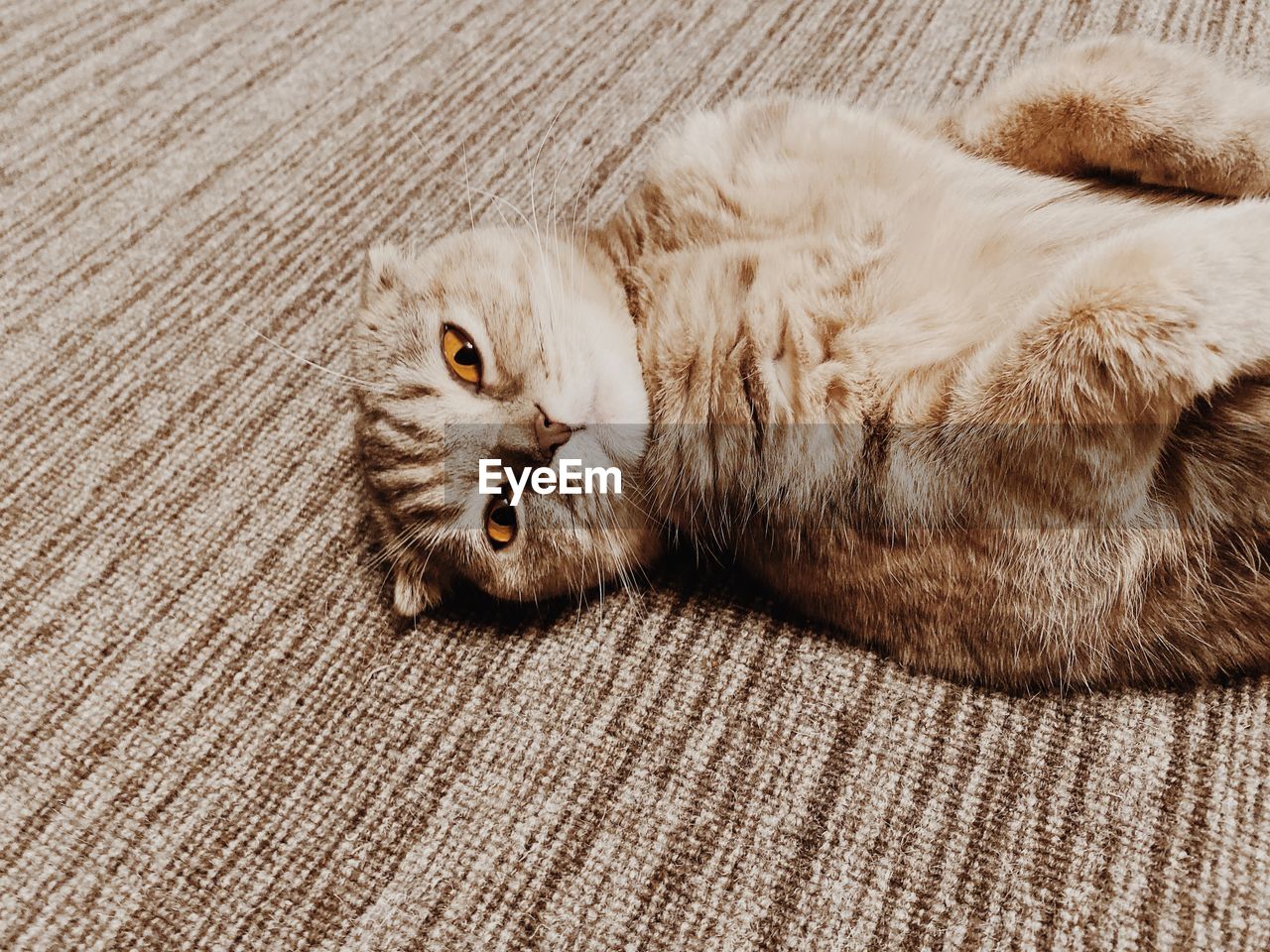 High angle view of a cat resting