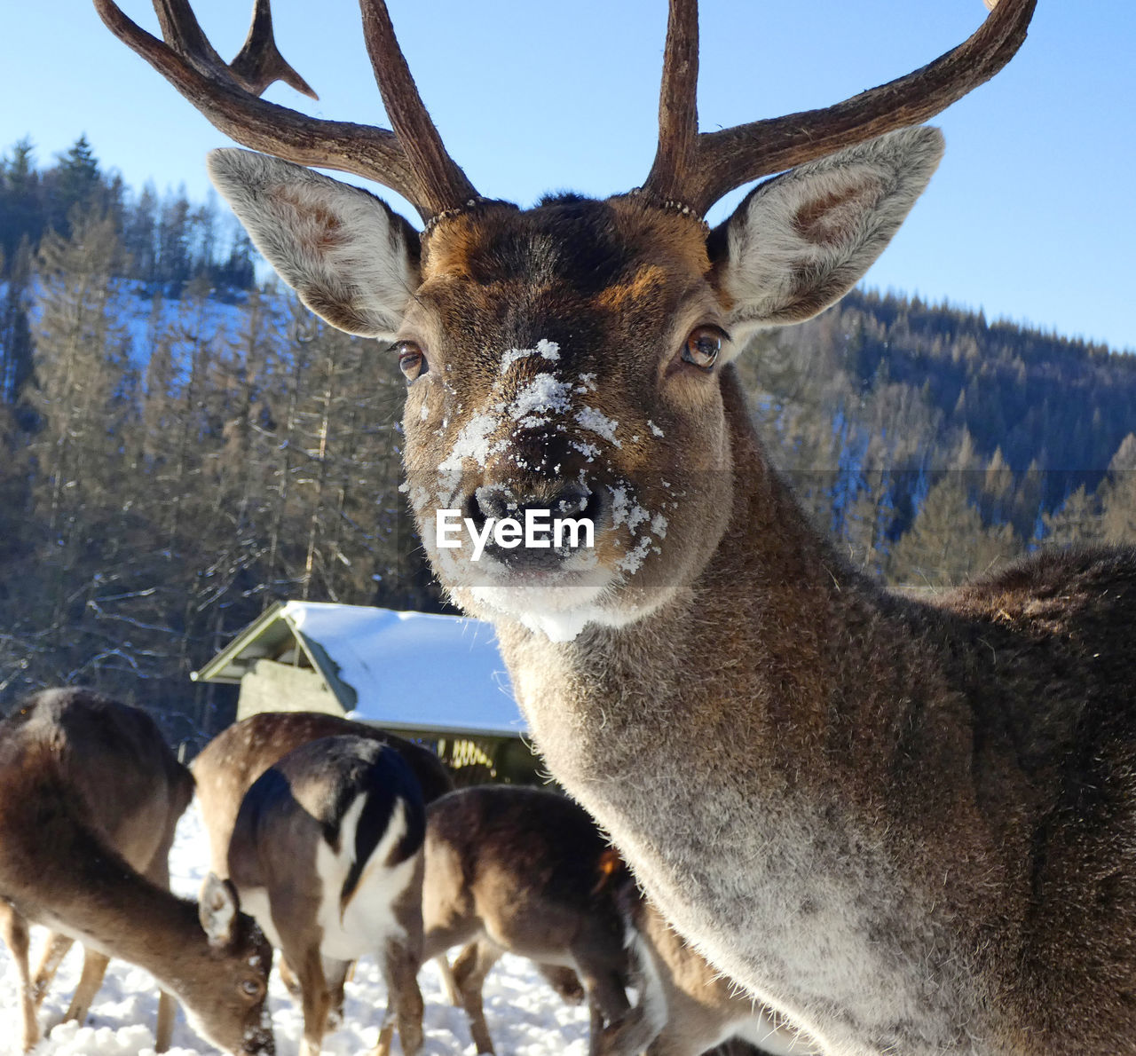 Fallow deer portrait