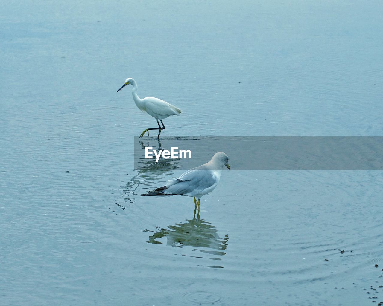 SEAGULL ON A SEA