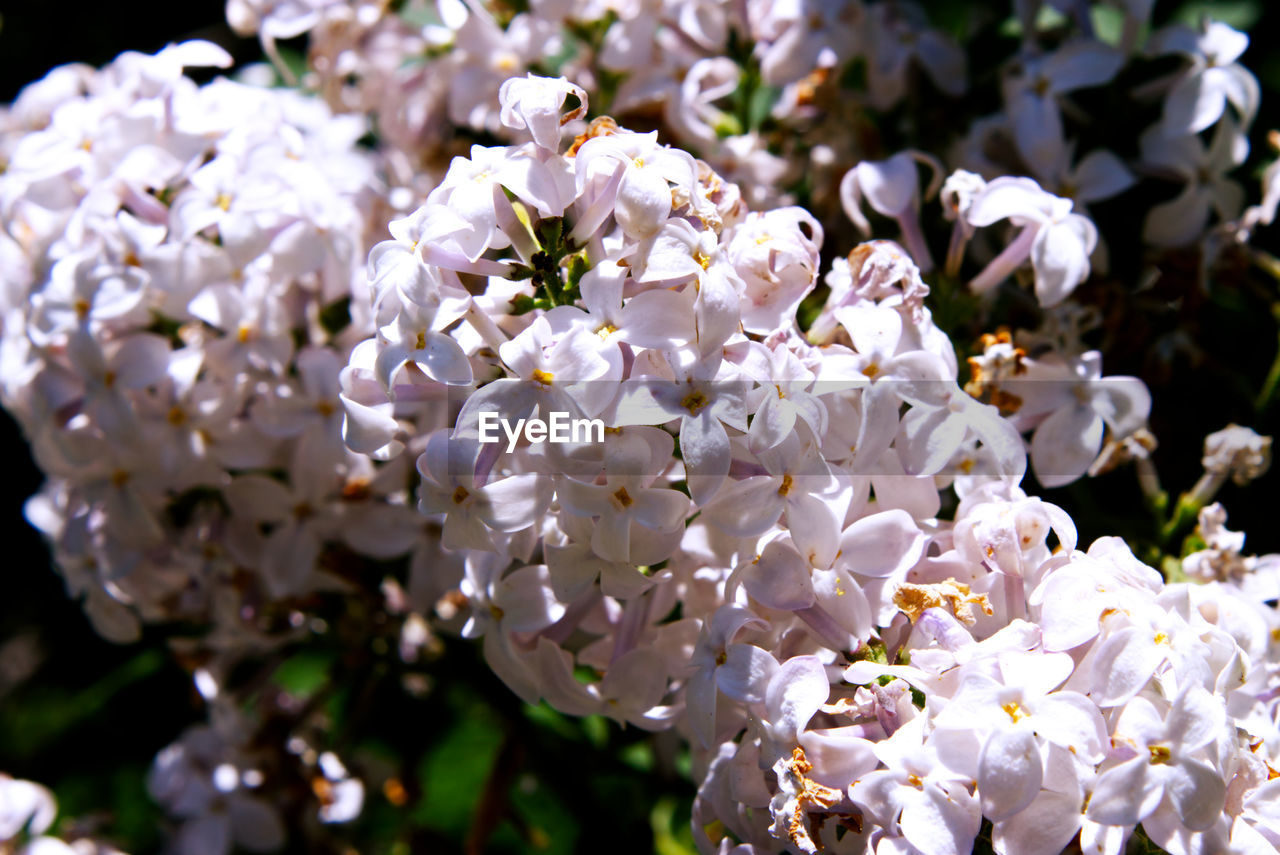 Close up picture on lilac flowers