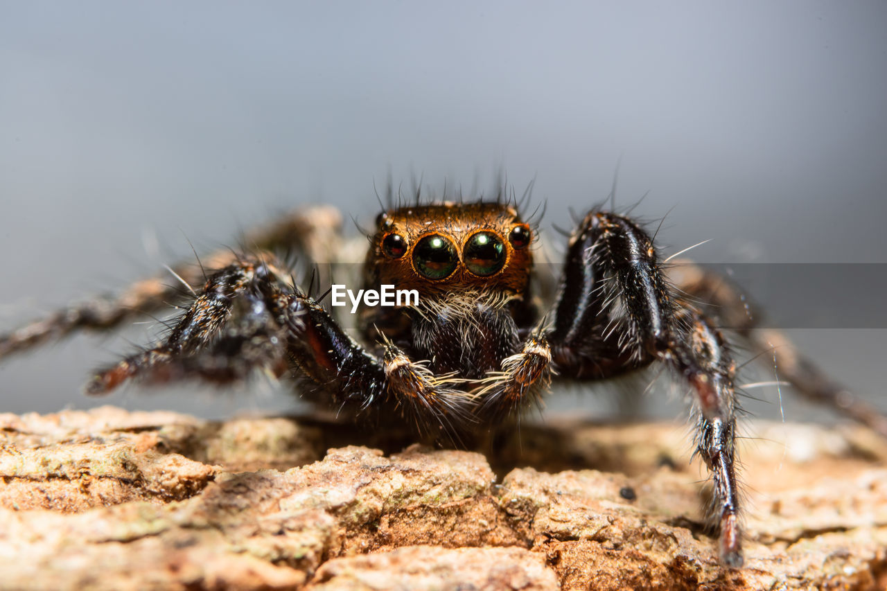 Close-up of jumping spider on tree trunk