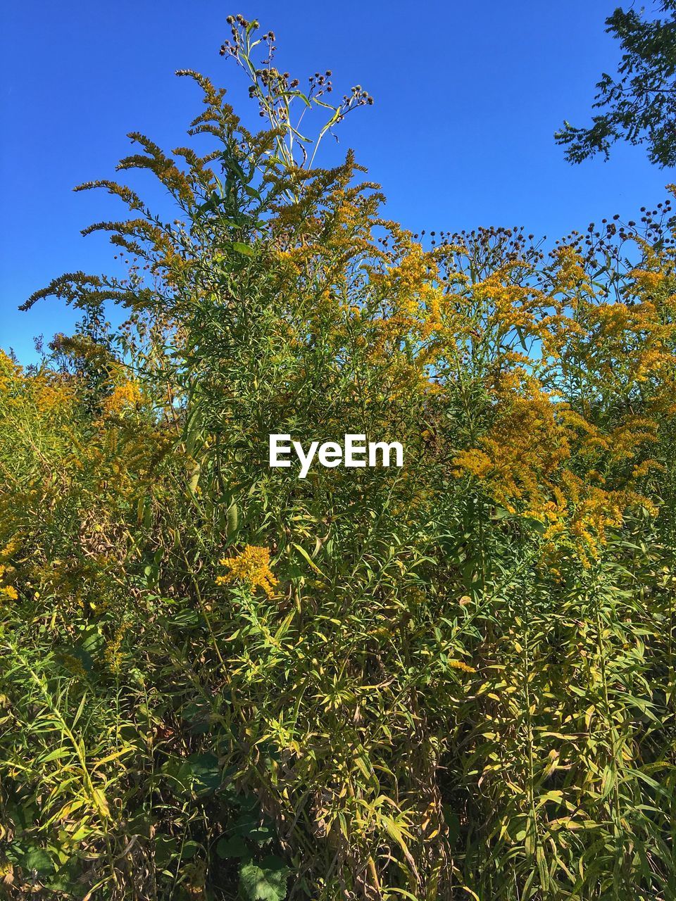 LOW ANGLE VIEW OF TREES AGAINST BLUE SKY