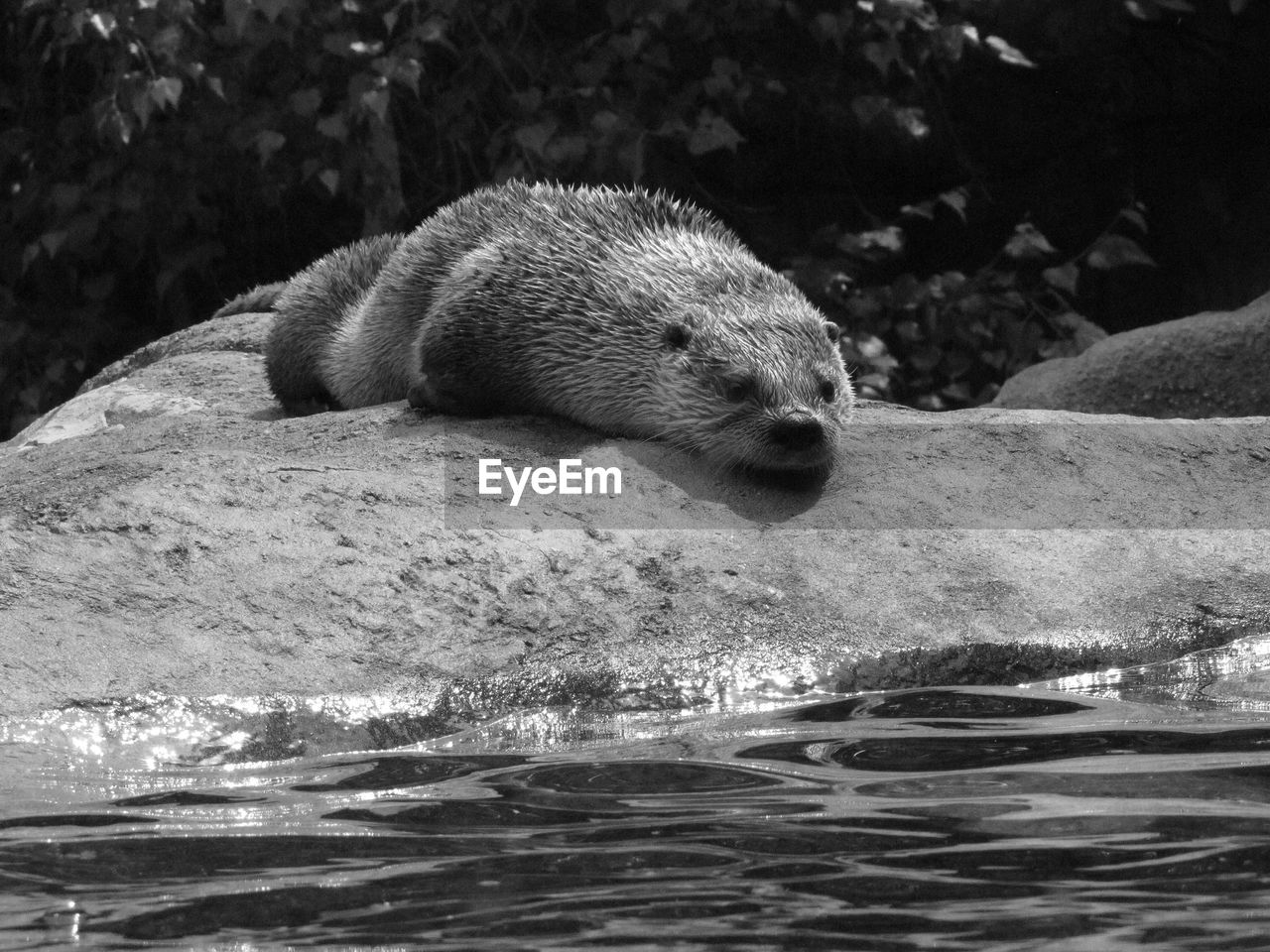 Close-up of otter lying on rock by river