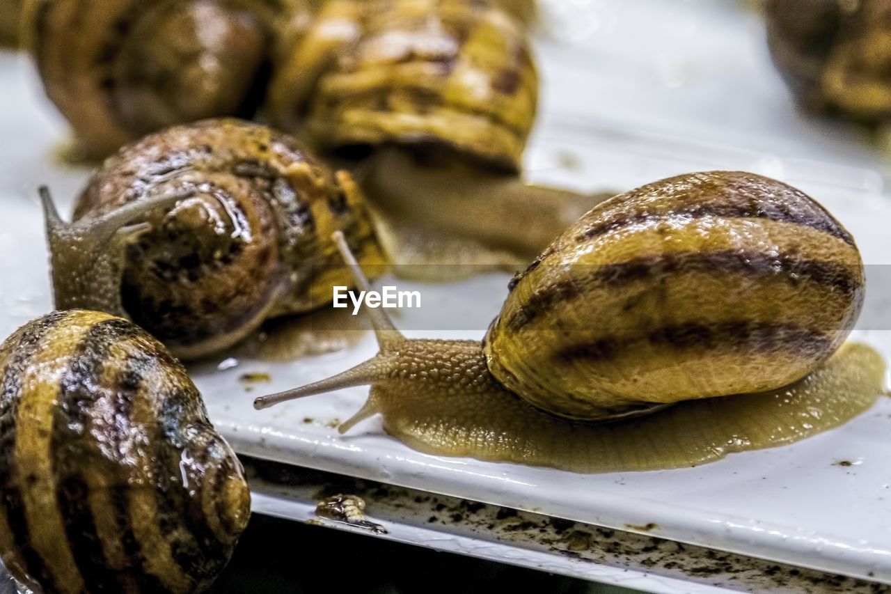 HIGH ANGLE VIEW OF SHELLS