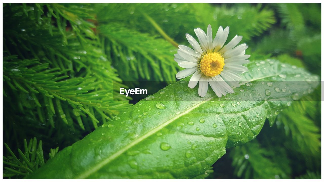 CLOSE-UP OF WATER DROPS ON FLOWERS