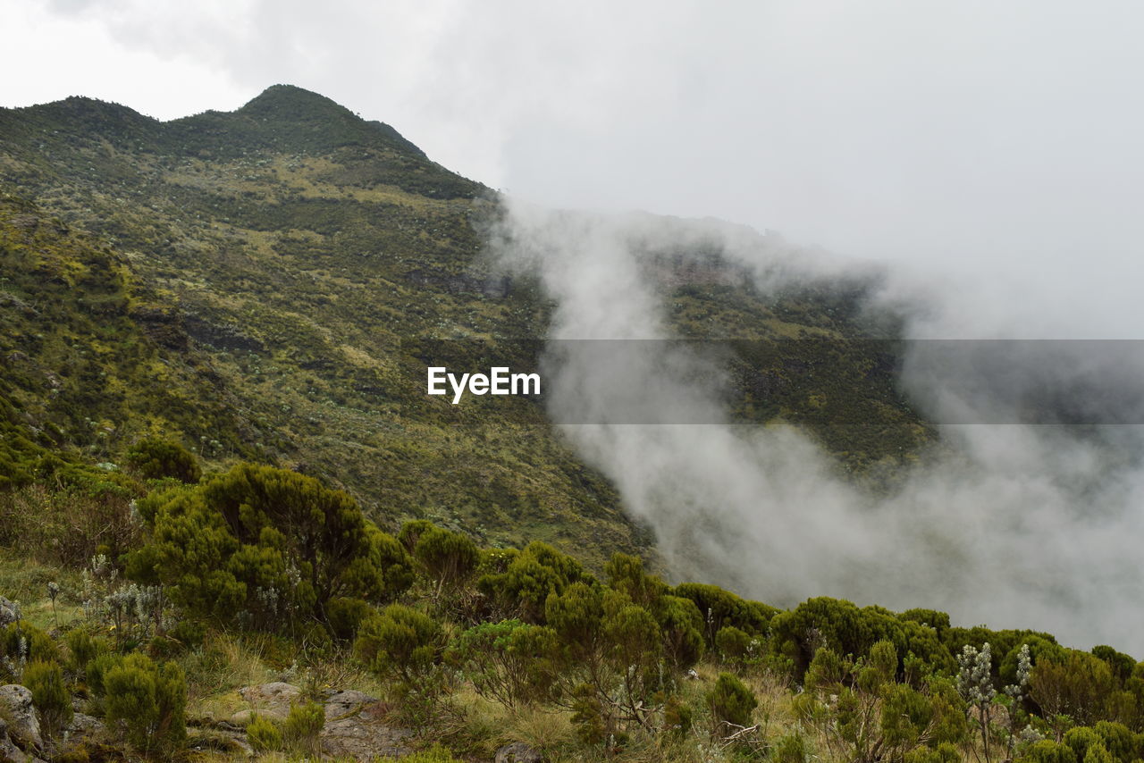 The foggy landscapes in the aberdare ranges on the flanks of mount kenya, kenya