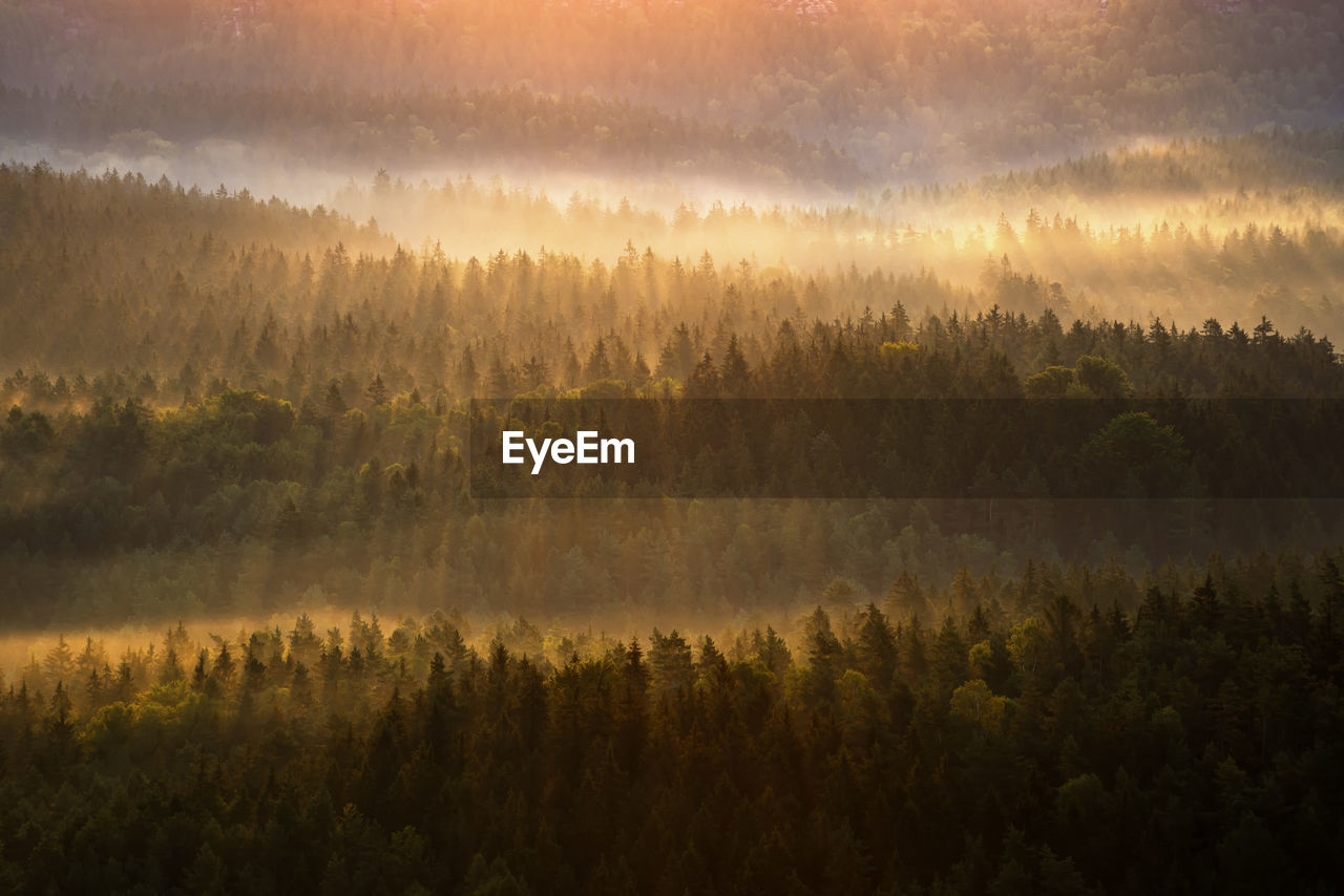 Scenic view of forest during sunset