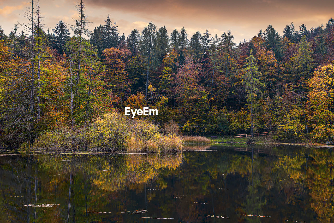 PLANTS BY LAKE IN FOREST DURING AUTUMN