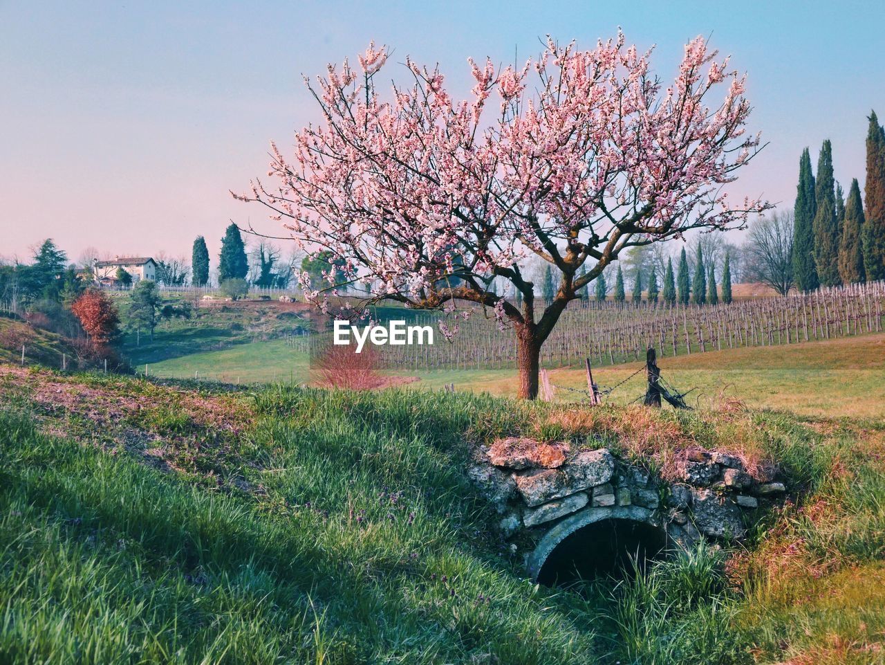 Cherry blossom tree on land against clear sky