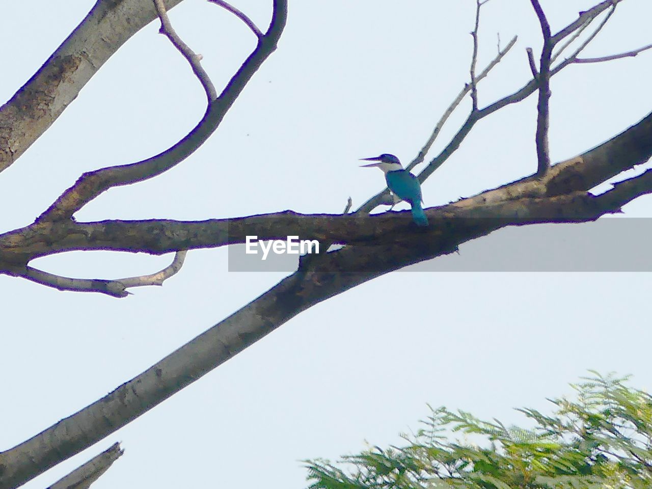 LOW ANGLE VIEW OF BIRD PERCHING ON TREE