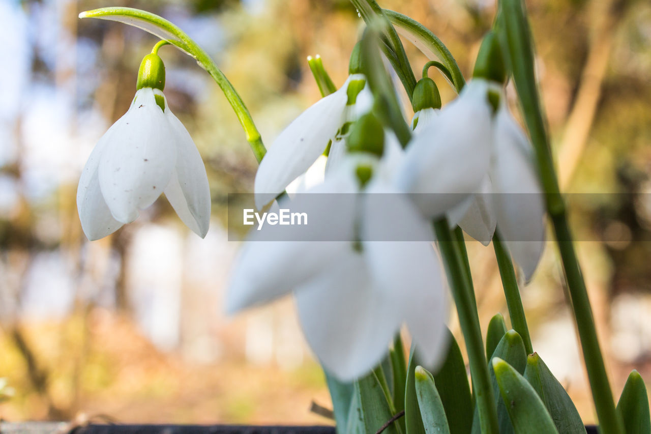 Close-up of white flowers