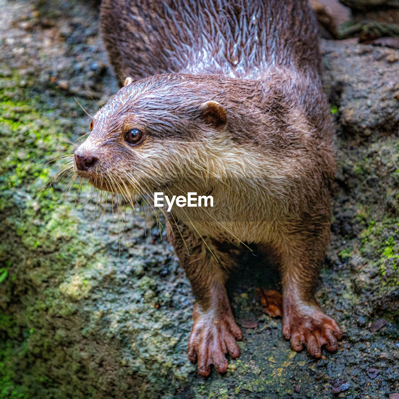 HIGH ANGLE VIEW OF ANIMAL