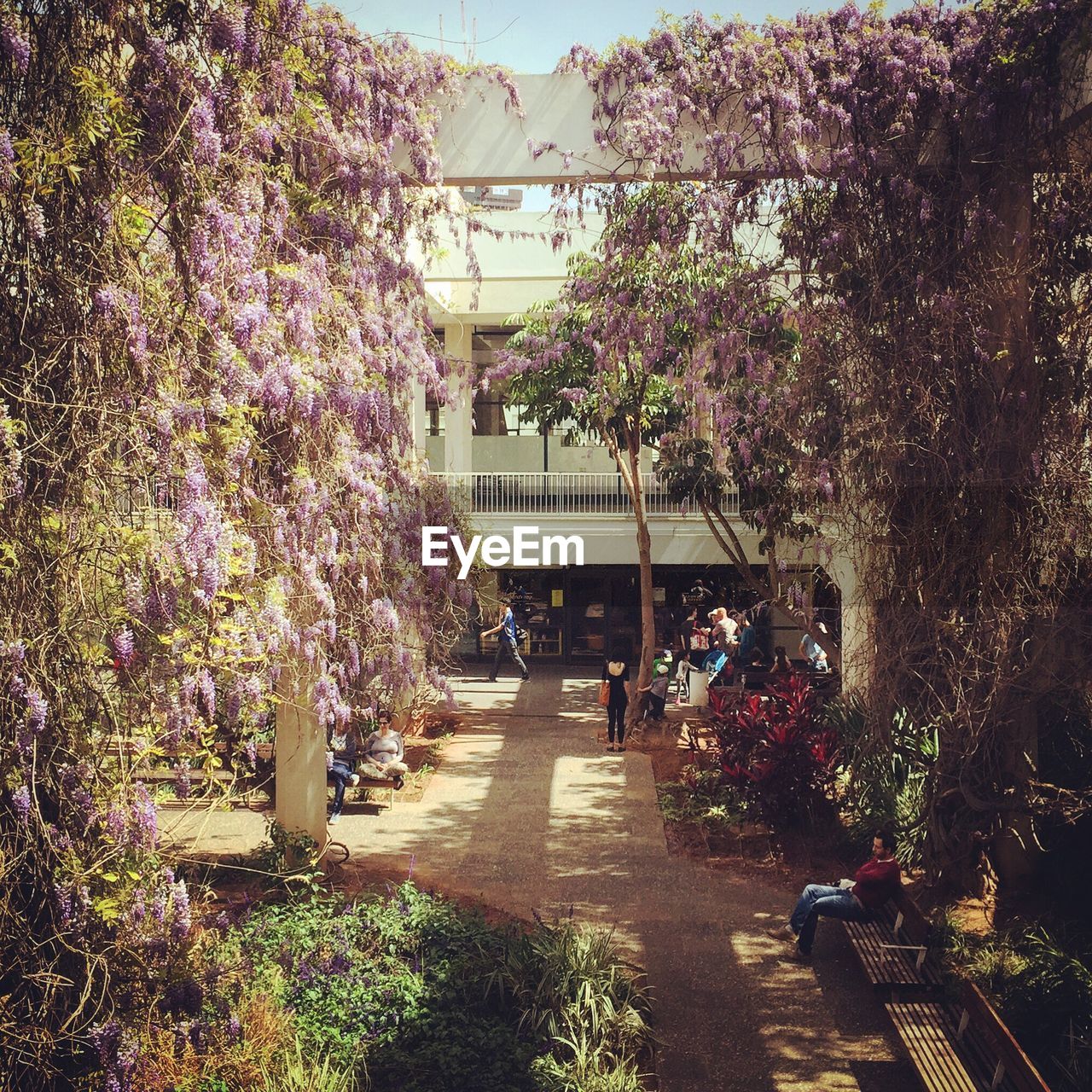 Trees in garden against building