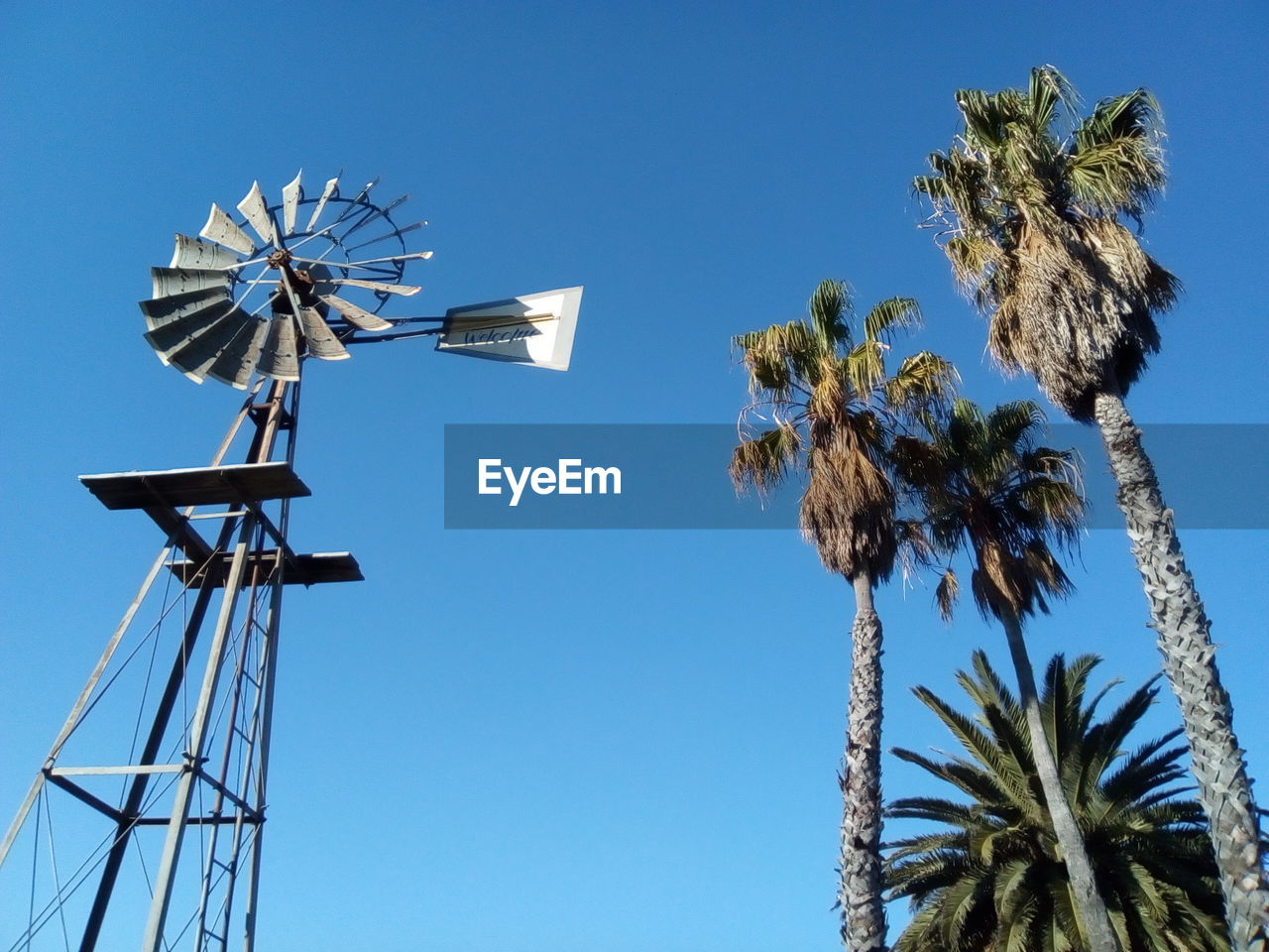 Noordhoek windpump with palm trees