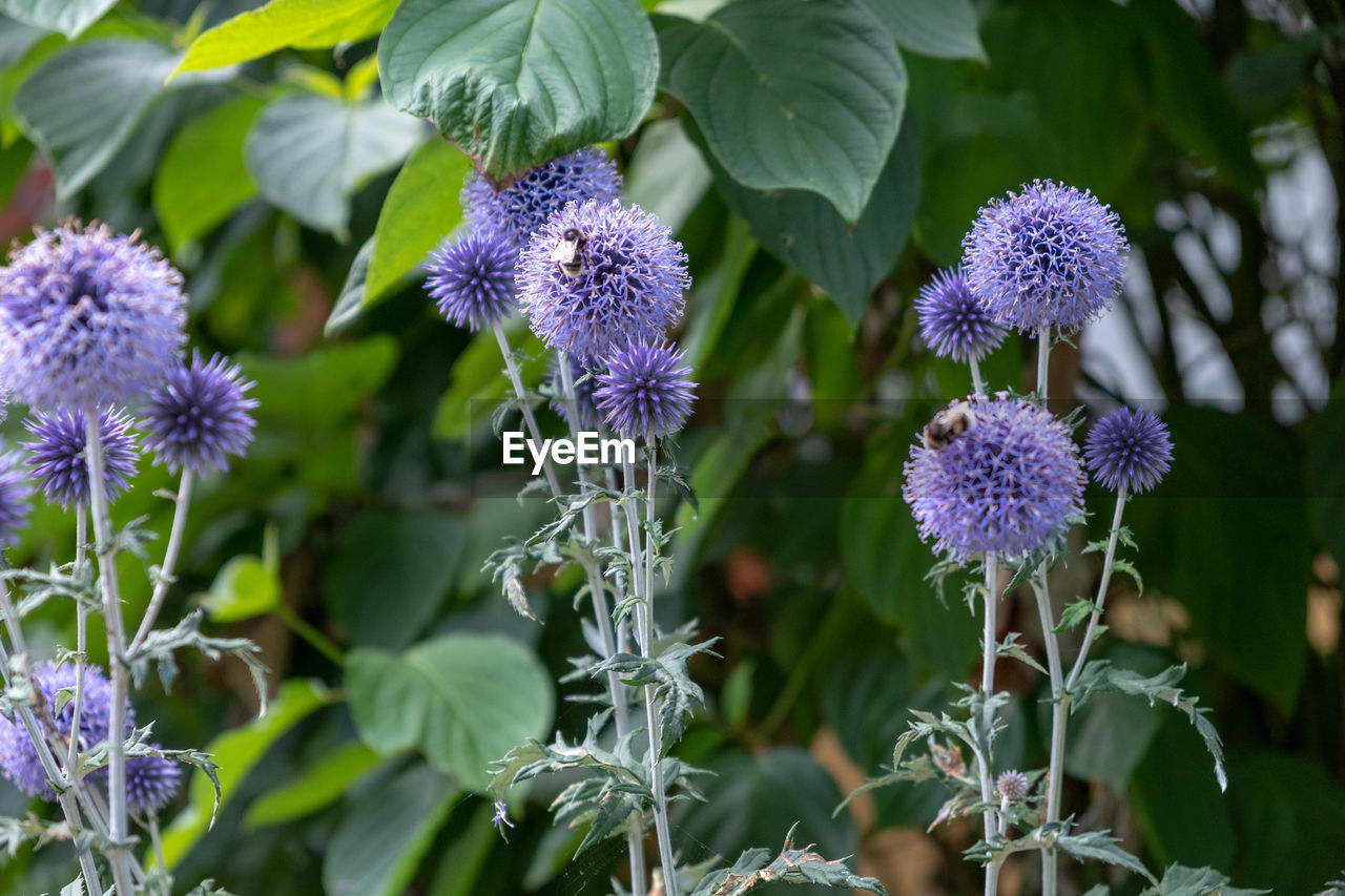 CLOSE-UP OF PURPLE FLOWERS