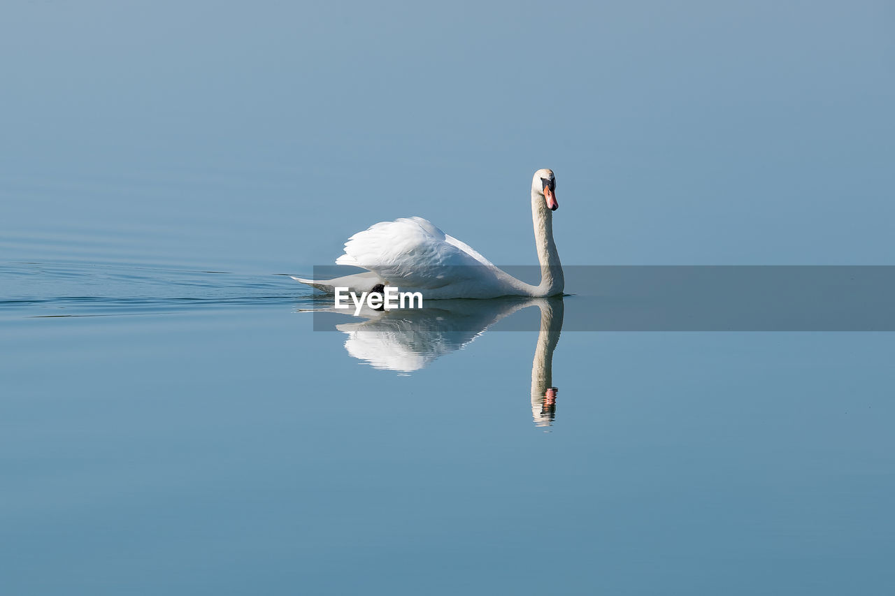 SWAN SWIMMING IN THE SEA