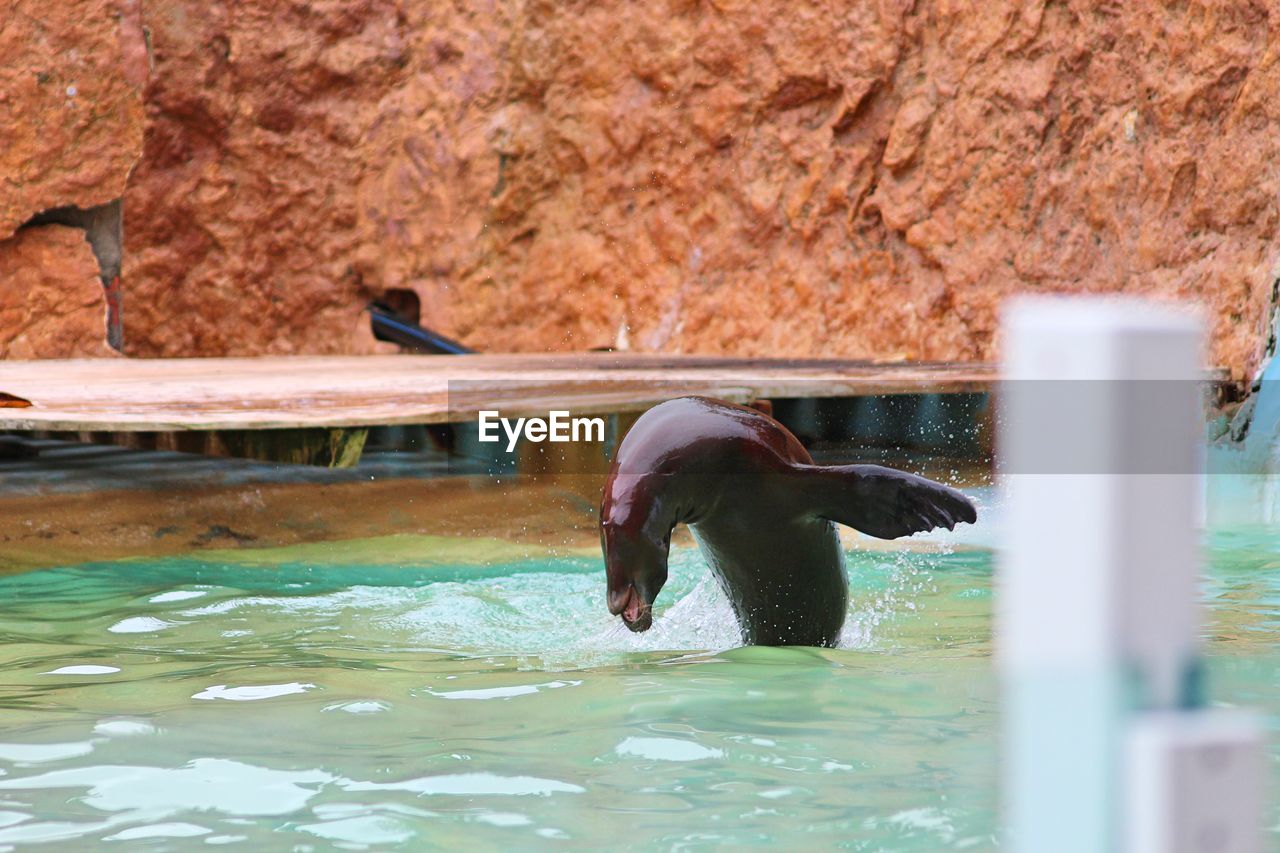 Sea lion diving into swimming pool at zoo