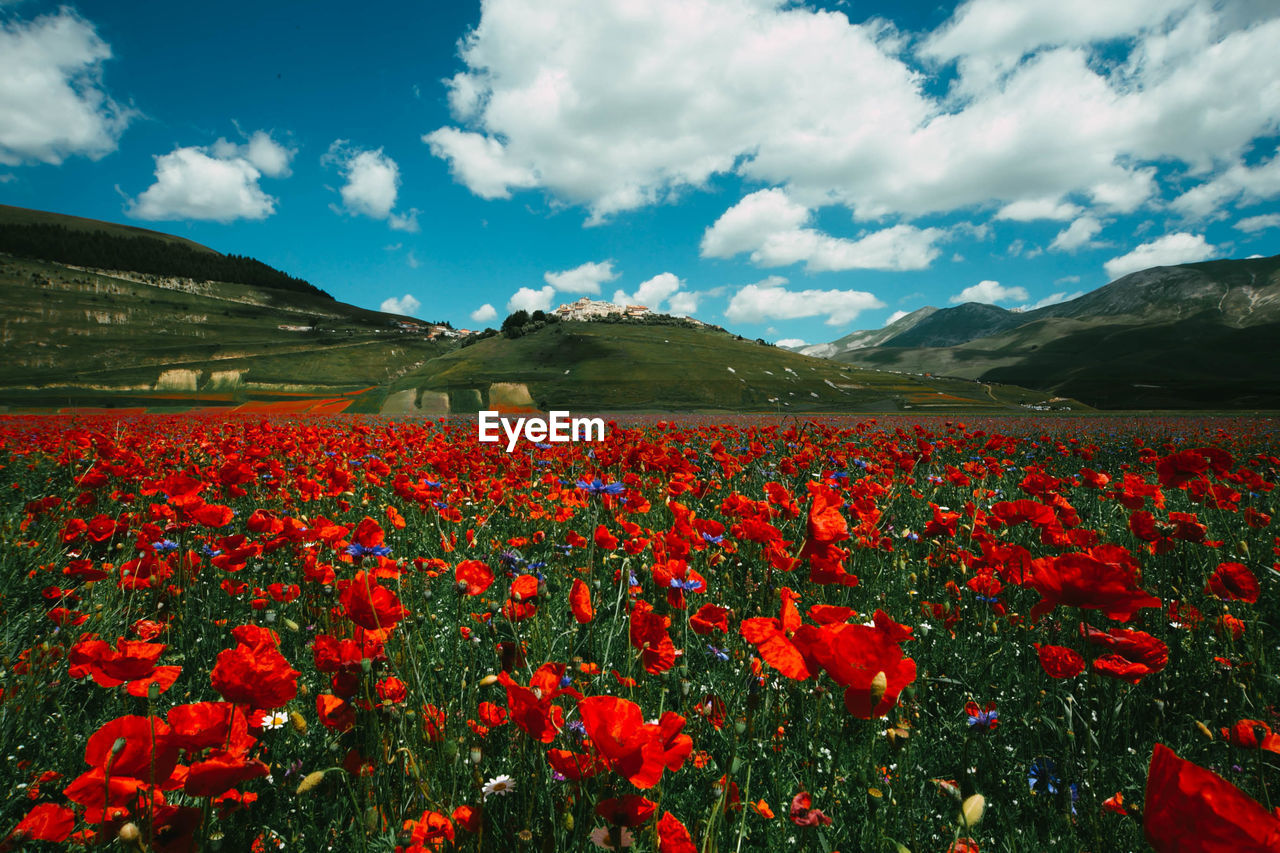 RED POPPY FLOWERS GROWING ON LAND
