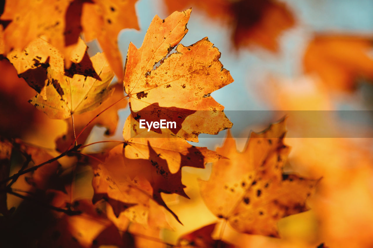 CLOSE-UP OF YELLOW MAPLE LEAF ON AUTUMNAL LEAVES