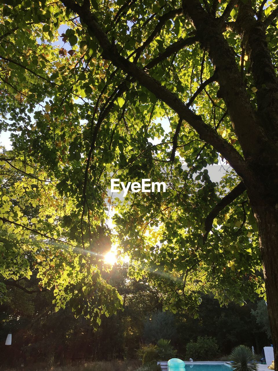 LOW ANGLE VIEW OF TREE