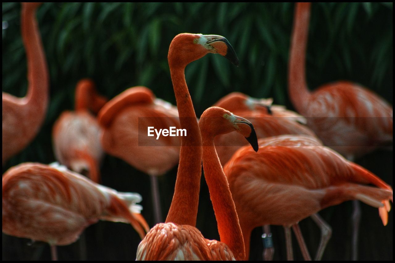 View of birds in water - flamingos 