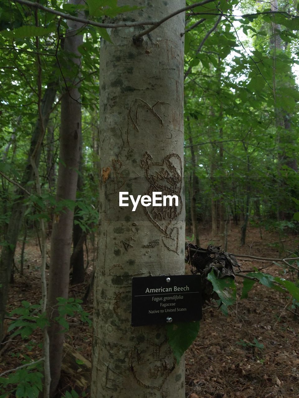 VIEW OF TREES IN FOREST