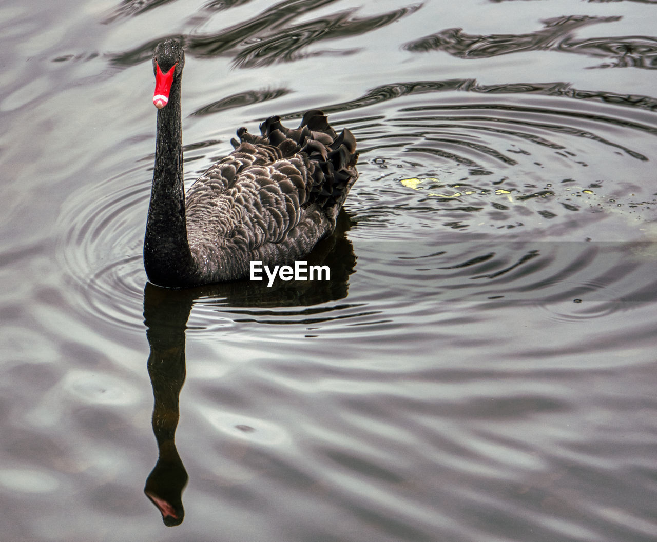 HIGH ANGLE VIEW OF SWANS SWIMMING ON LAKE